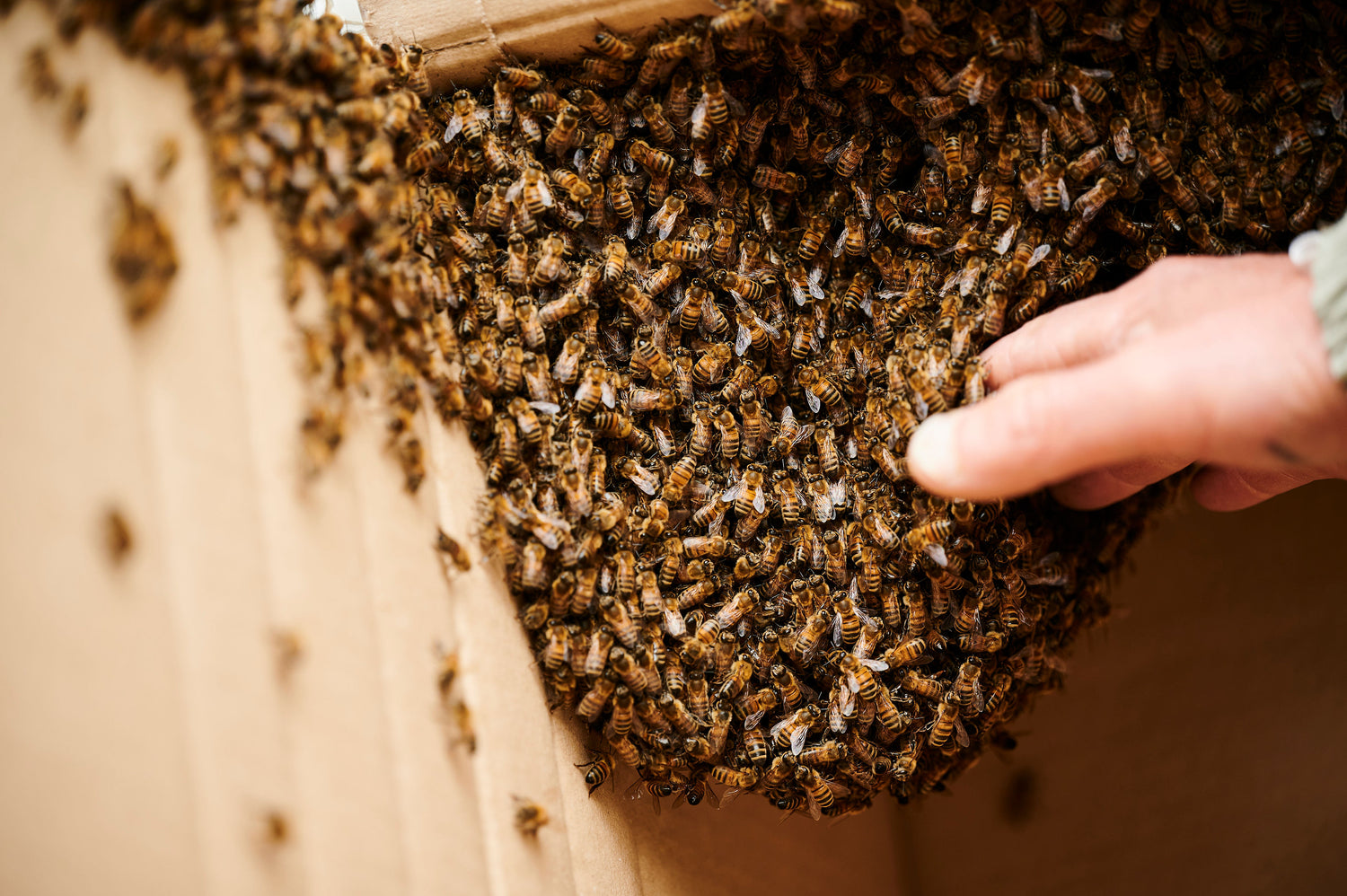 Gros plan sur une ruche pleine d’abeilles avec une main humaine interagissant délicatement – Illustration du projet d’apiculture durable de Habeebee.
Close-up van een bijenkorf vol bijen, met een menselijke hand die voorzichtig contact maakt – Beeld van Habeebee’s duurzame imkerijproject.
Close-up of a beehive full of bees, with a human hand gently interacting – Illustration of Habeebee’s sustainable beekeeping project.
