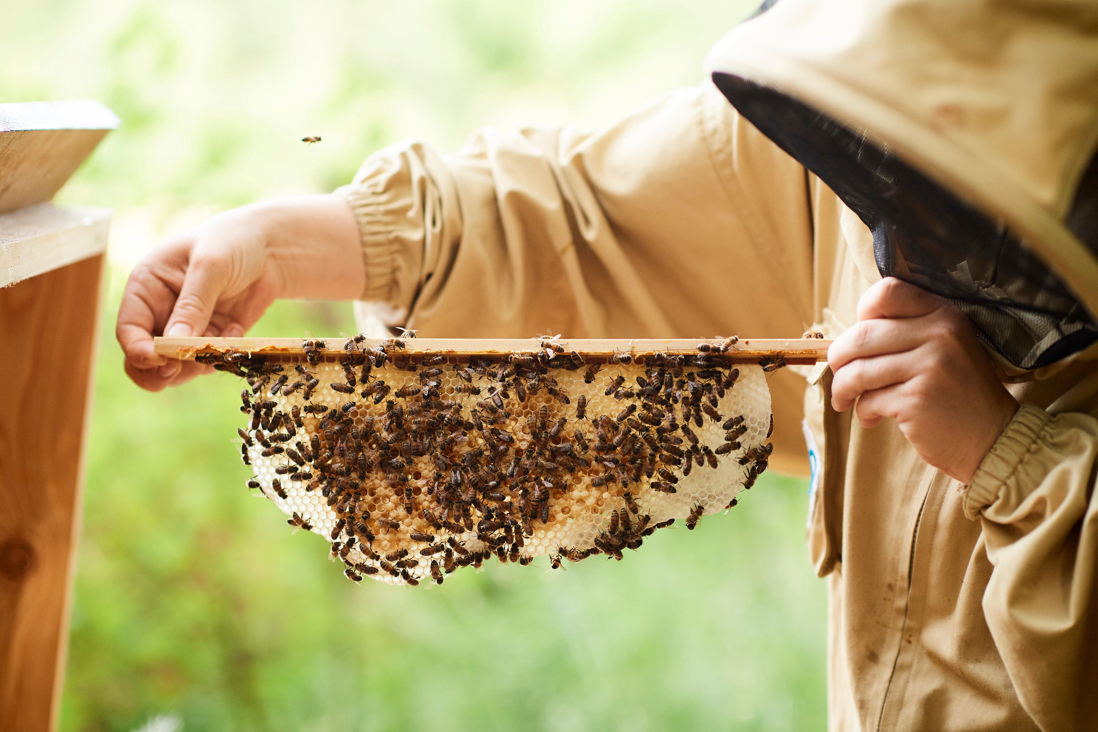 Vue rapprochée d’un rayon de cire rempli d’abeilles, tenu par une personne en combinaison d’apiculteur. Une scène emblématique de la récolte de cire et de propolis naturelle dans une ruche Habeebee.
Close-up van een bijenraat vol bijen, vastgehouden door een imker in pak. Een kenmerkend moment van de oogst van natuurlijke was en propolis in een Habeebee-bijenkorf.
Close-up of a beeswax comb filled with bees, held by a person in beekeeping gear. A signature moment of collecting natural wax and propolis.