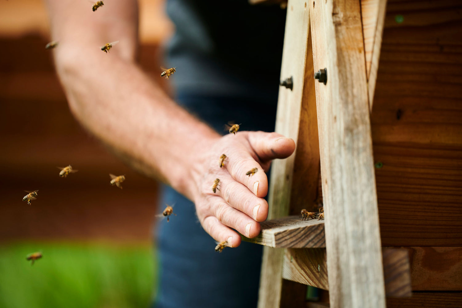 La gamme à la propolis