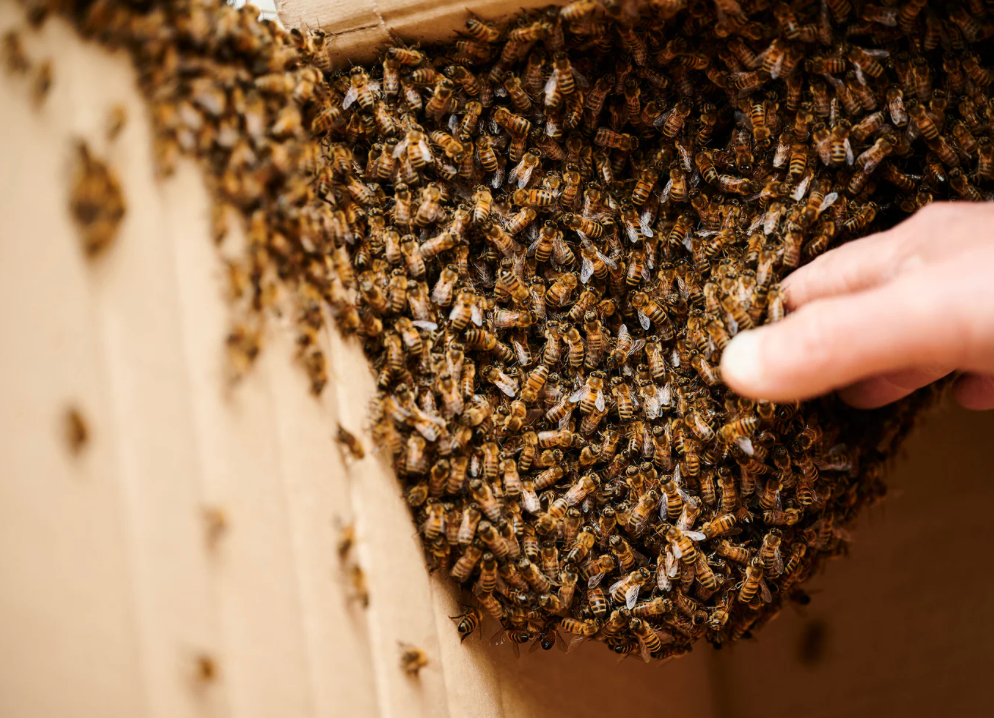 La gamme à la propolis